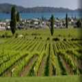  Coromandel wineries and breweries 