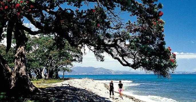 Thames Pohutukawa Coastline