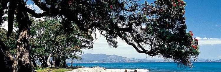 Thames Pohutukawa Coastline