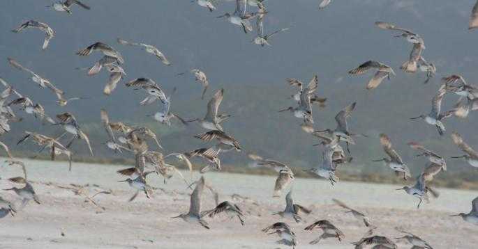 Seabirds