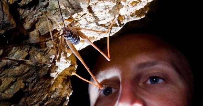 Nature, Weta