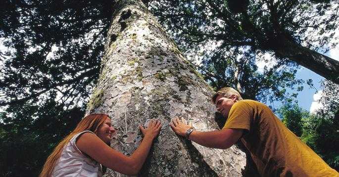 309 Kauri Tree Coromandel-1