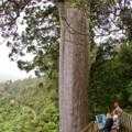 Destination Coromandel