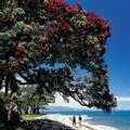 Destination Coromandel