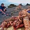 Destination Coromandel