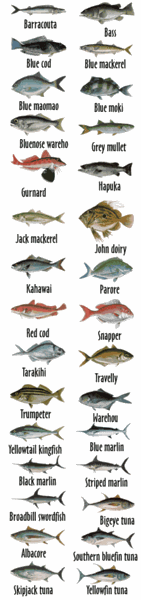 NZ Fishing Mag