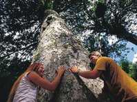 Waiomu Kauri Grove Walk :: click here for more information