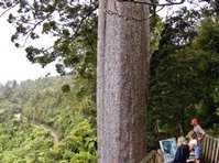 Square Kauri Walk :: click here for more information