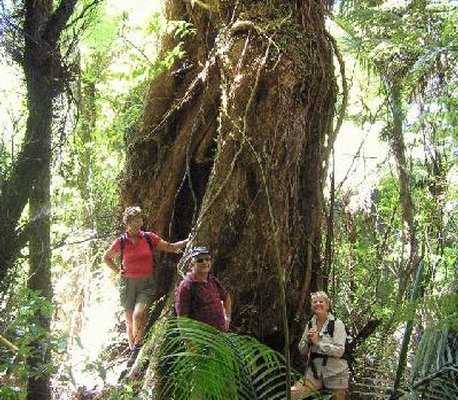 Coromandel Walks with Kiwi Dundee :: click here for more information