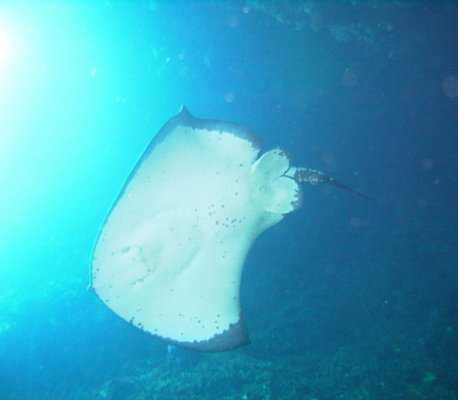 Cathedral Cove Dive & Snorkel :: click here for more information