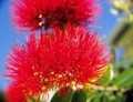 Pohutukawa festival Coromandel Peninsula NZ