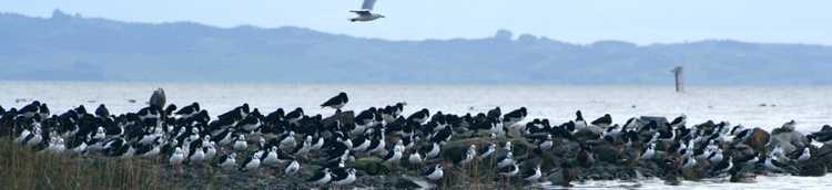 Tourism Coromandel