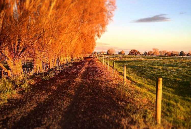 Hauraki-Rail-Trail9