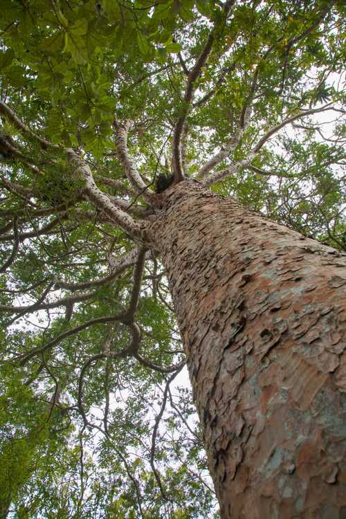 Kauri