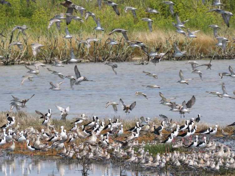 Miranda-Shorebird-3
