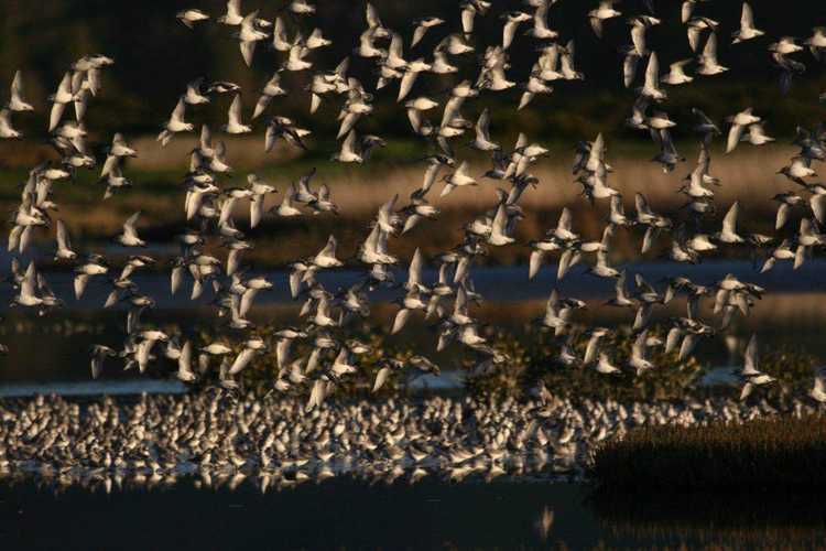 Miranda-Shorebird