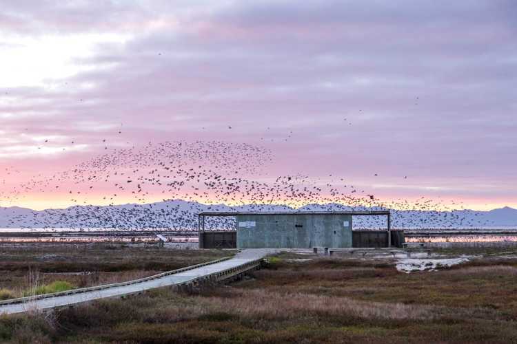 Shorebird Coast