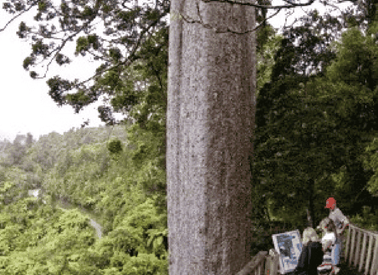 Square Kauri Walk | The Coromandel