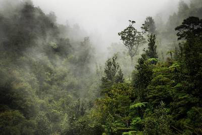 Coromandel Forest Whangapoua v3
