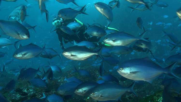 Dive Zone 3