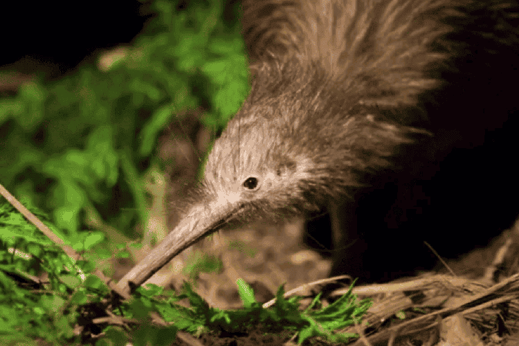 Little Brown Coromandel Kiwi