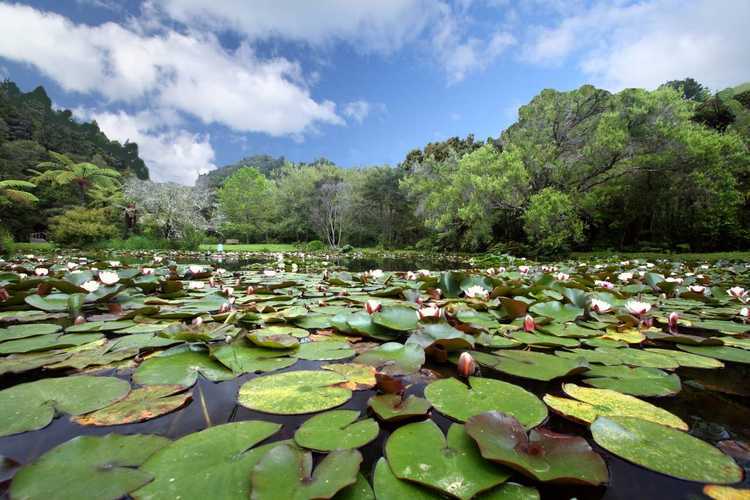 Rapaura Watergardens