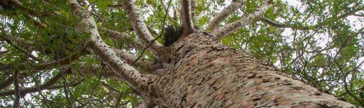 Kauri Tree One of many Kauri Trees to view on The Coromandel