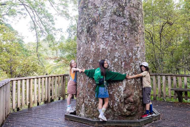 Waiua Falls Kauri Grove 022