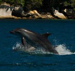 dolphins